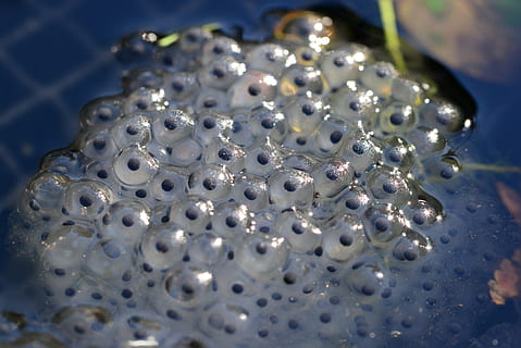 micro photography of fish eggs, Frog Spawn, Common Frog, young HD wallpaper