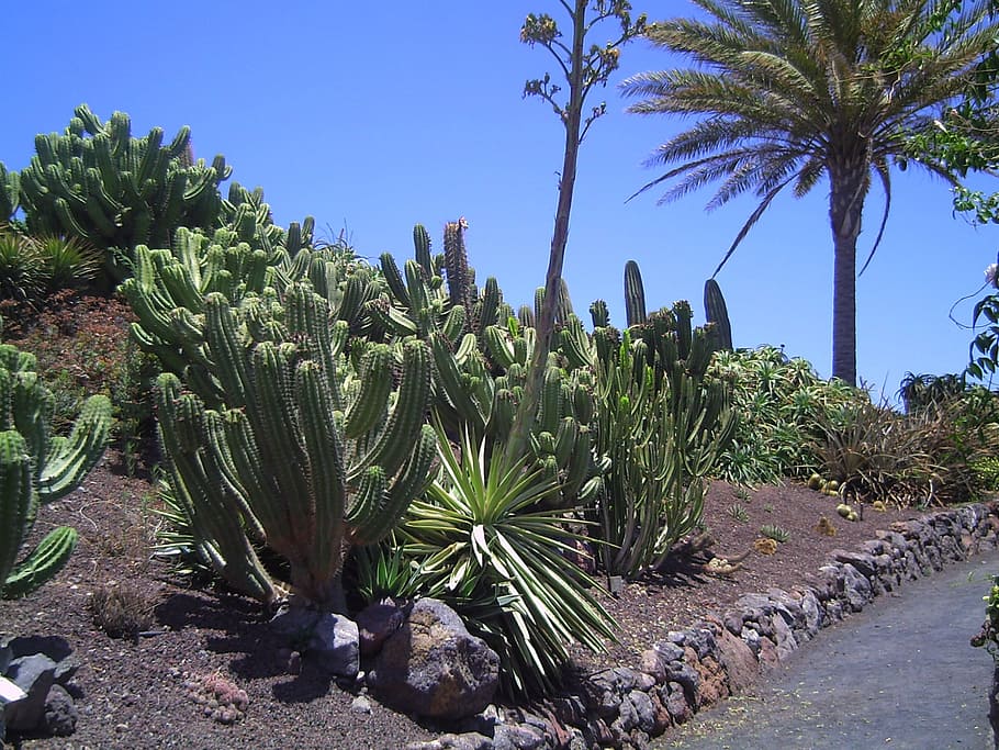 Fuerteventura, Green, Plant, Plant, Leaves, cactus, nature, HD wallpaper