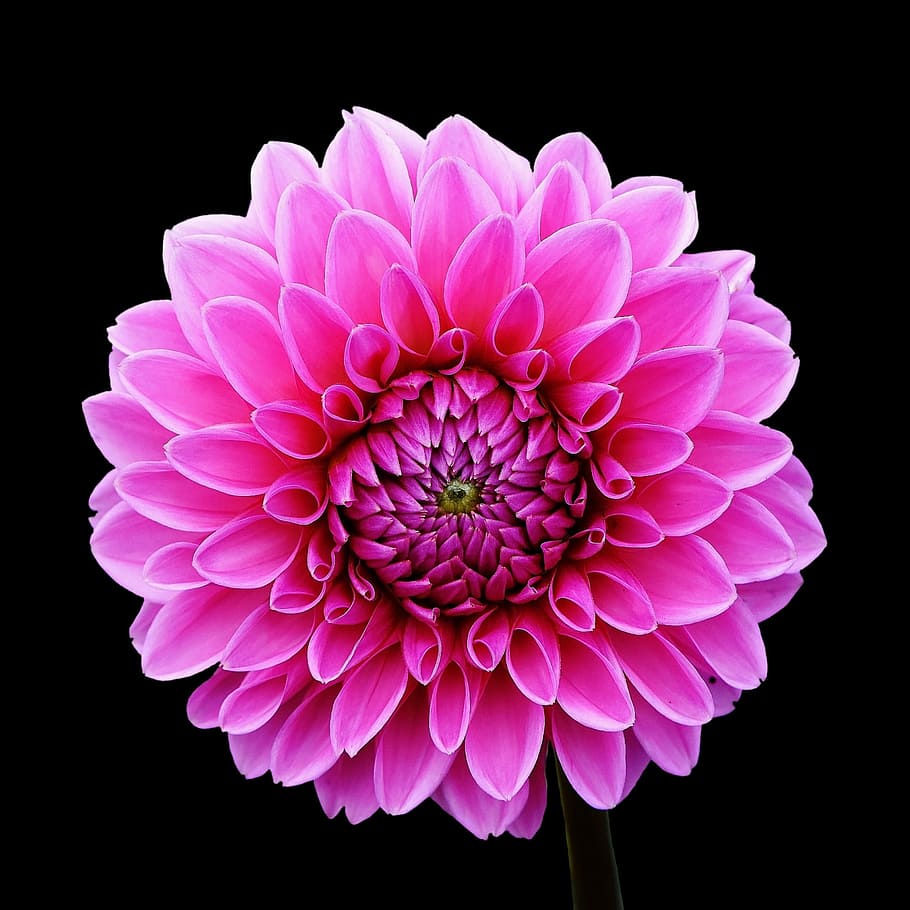 close-up photography of pink dahlia flower in bloom, Dahlias