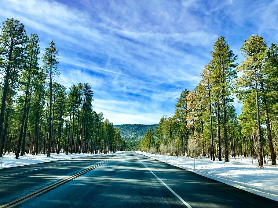 open road with snow covered tress, pine forest, driving, highway HD wallpaper