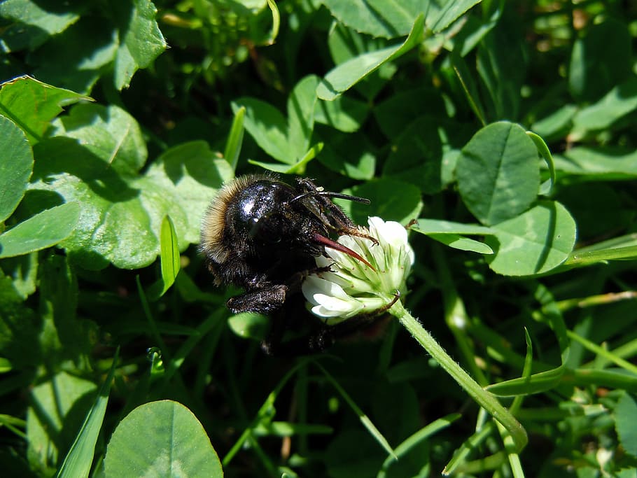 bee, insect, close, animal themes, animals in the wild, invertebrate HD wallpaper