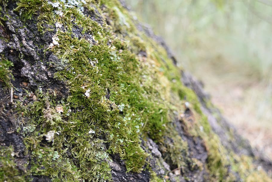 bark, tree, moss, plant, growth, no people, nature, selective focus HD wallpaper