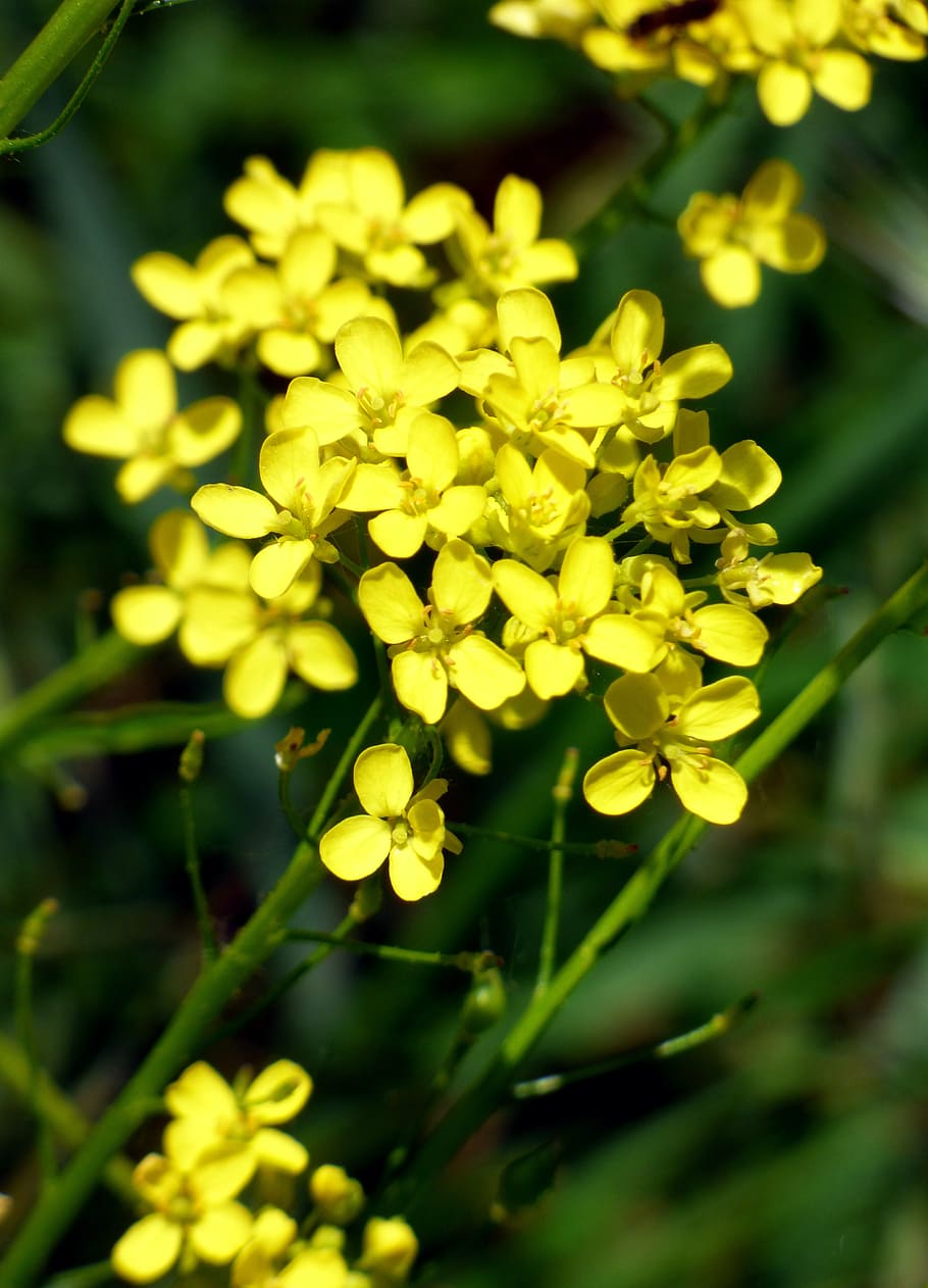 flower, yellow, rapeseed, petal, nature, spring, plant, flowering plant HD wallpaper