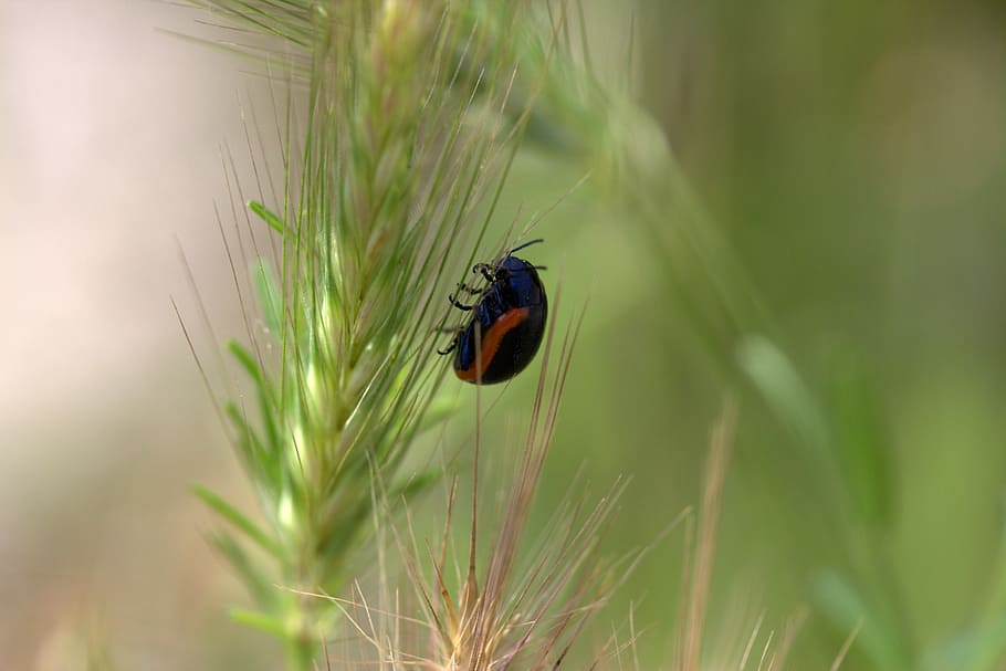 cockroach, plant, spike, hooked, insecta, animal themes, invertebrate HD wallpaper