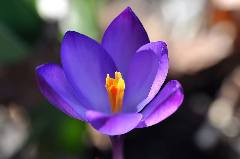 crocus, flower, blossom, bloom, plant, spring flower, purple HD wallpaper