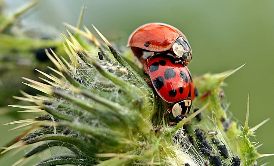 closeup photo of two ladybirds, ladybug, asian ladybug, harmonia axyridis, HD wallpaper