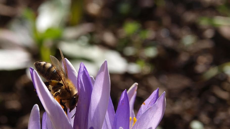 crocus, bee, purple, spring, plant, nature, flower, harbinger of spring HD wallpaper