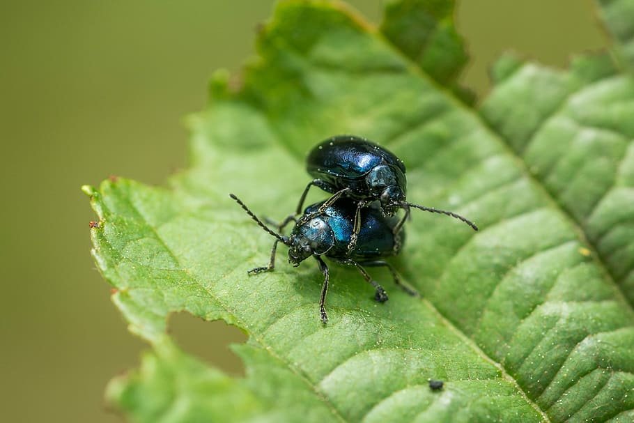 Beetle, Macro, blue, insect, one animal, animal themes, animals in the wild HD wallpaper