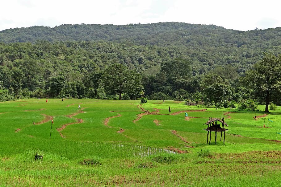 paddy fields, farm watch, western ghats, hills, india, landscape, HD wallpaper