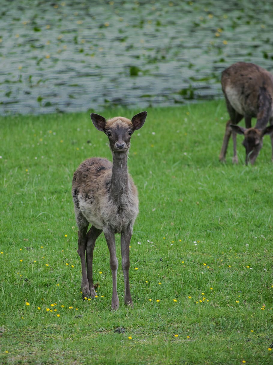 cub, fallow deer, park, grass, animal, animal themes, plant HD wallpaper