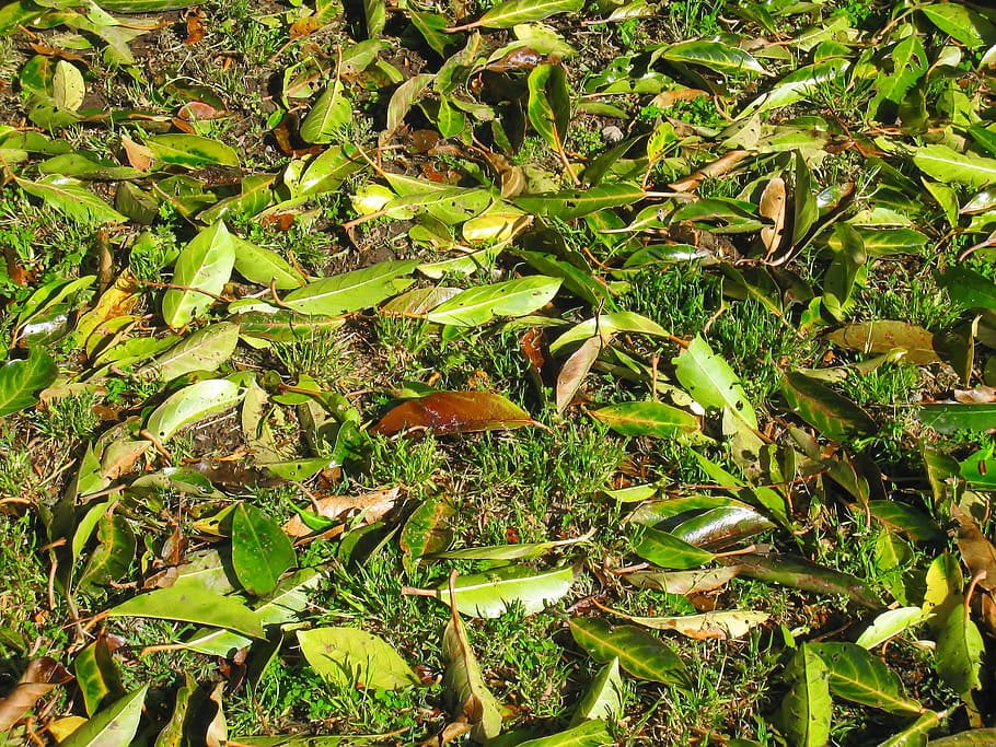 weed, green, fallen leaves, leaf, otsu park, yokosuka, kanagawa japan HD wallpaper