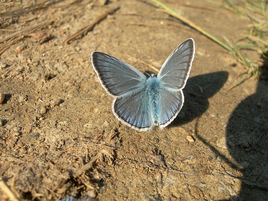 Butterfly, Blue, insect, nature, butterfly - Insect, animal HD wallpaper