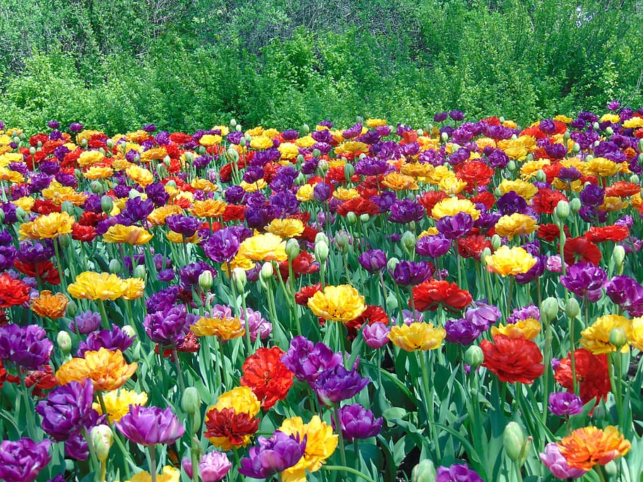 tulips, flowers, field, spring, nature, colorful, park, garden HD wallpaper