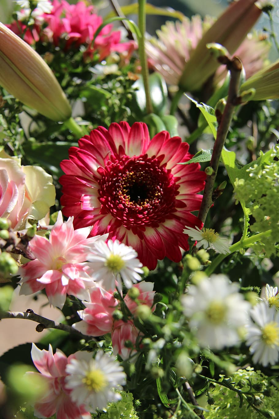 flowers, red, nice, flowering plant, beauty in nature, freshness HD wallpaper