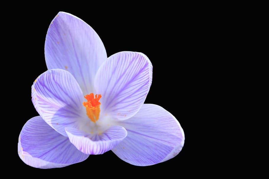 Crocus, Blue, Blossom, Bloom, spring crocus, harbinger of spring HD wallpaper