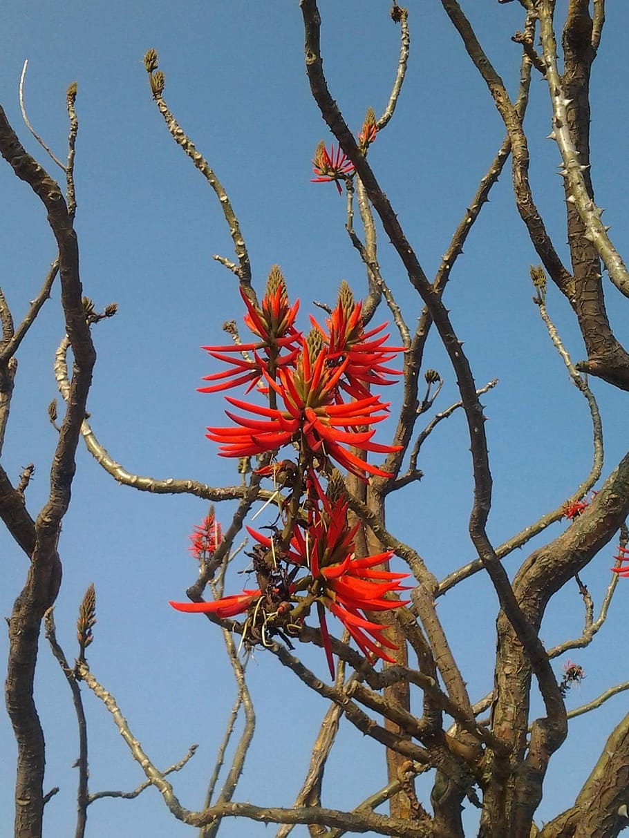 erythrina, coral erythrina, coral tree, plant, red, growth, HD wallpaper