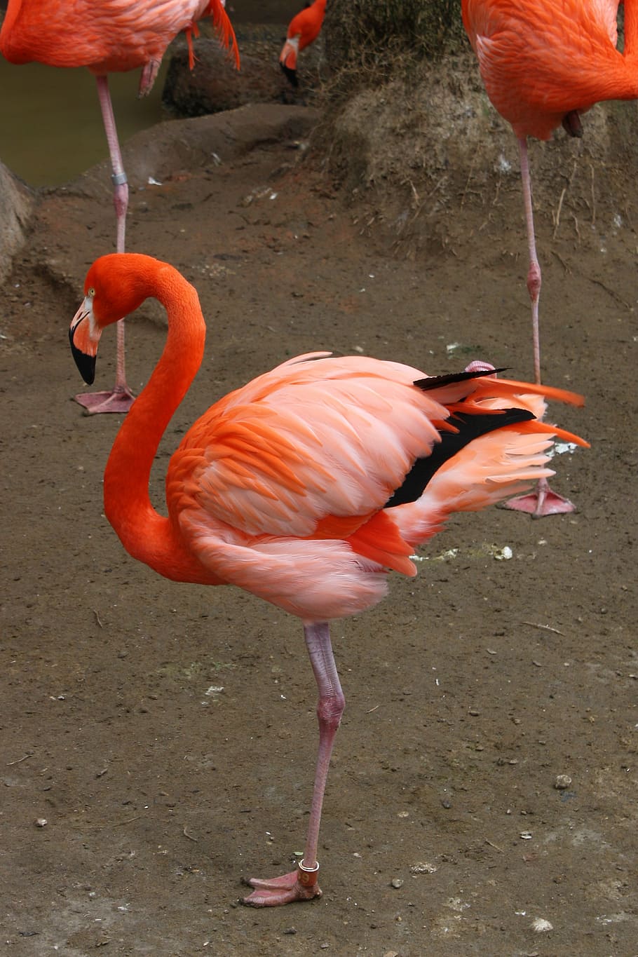 photograph of three flamingos, bird, fly, wings, feather, wildlife HD wallpaper
