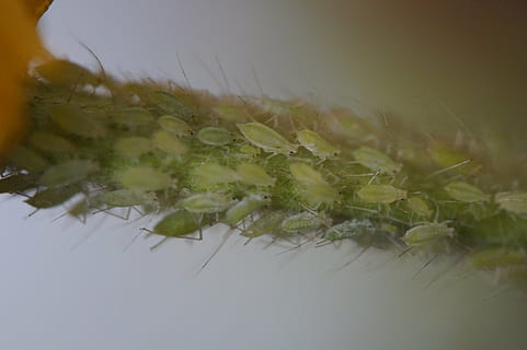 pests, lice, aphids, vermin, branch, infestation, lice infestation HD wallpaper