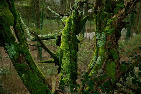 foam, tree trunk, lichen, bark, green color, plant, lizard HD wallpaper