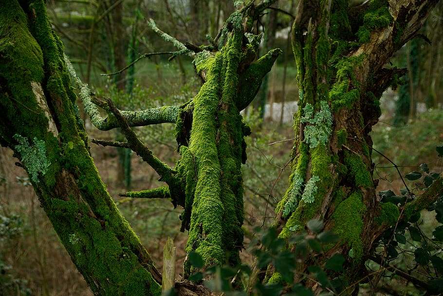 foam, tree trunk, lichen, bark, green color, plant, lizard HD wallpaper