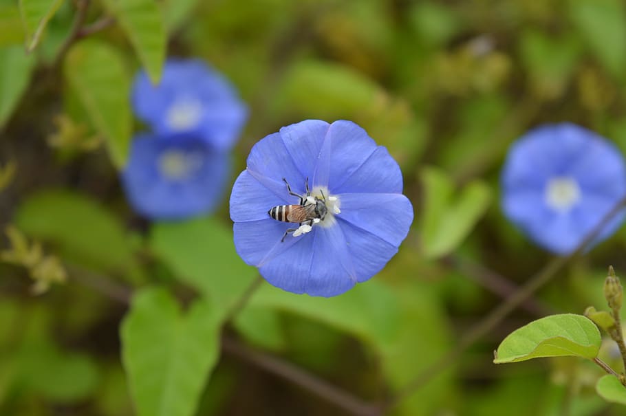 flower, bee, nature, flowering plant, freshness, fragility HD wallpaper