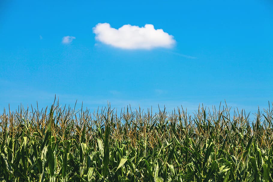 green cornfield, cloud, summer, nature, sky, agriculture, landscape HD wallpaper