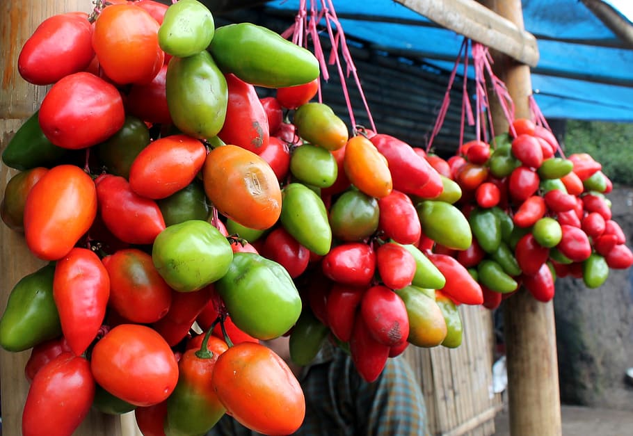 tomatoes, fruit, vegetable, red, nature, agriculture, food and drink HD wallpaper