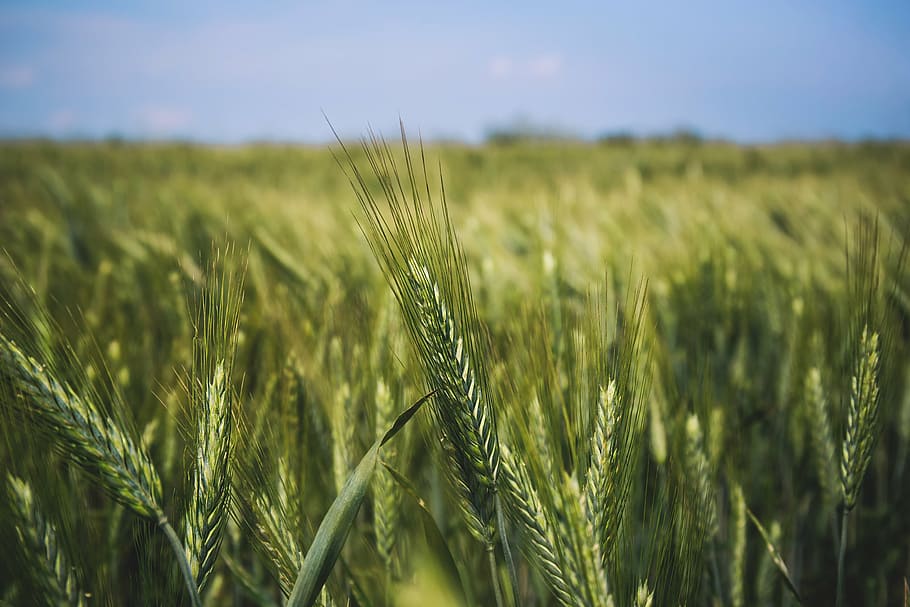 green wheat fields, grass, nature, grain, harvest, sway, sky HD wallpaper