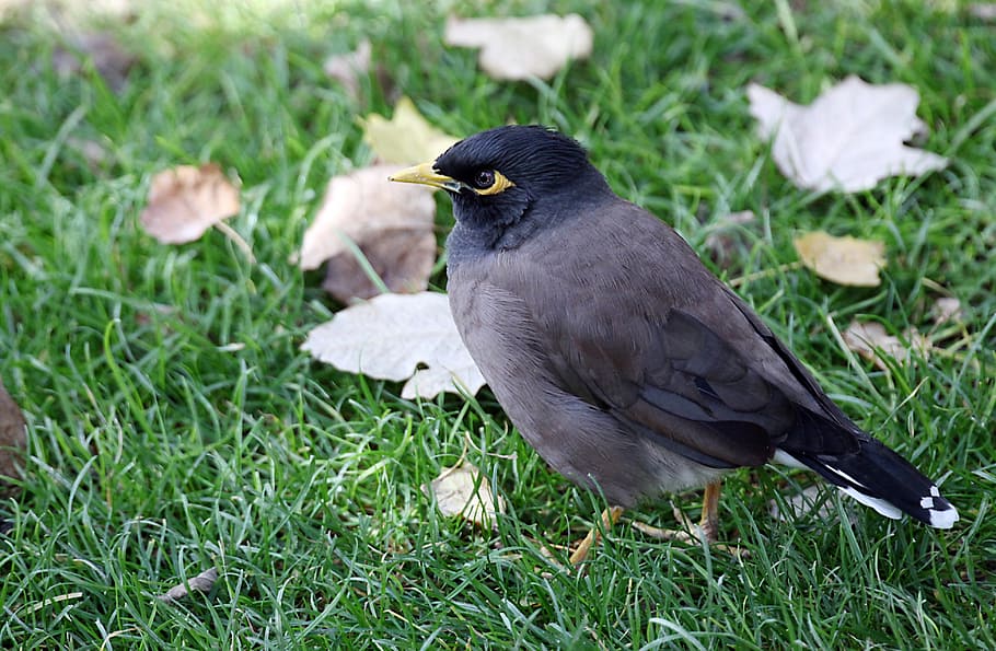 birds, fly, wings, feather, wildlife, beak, dom, outdoor, avian HD wallpaper