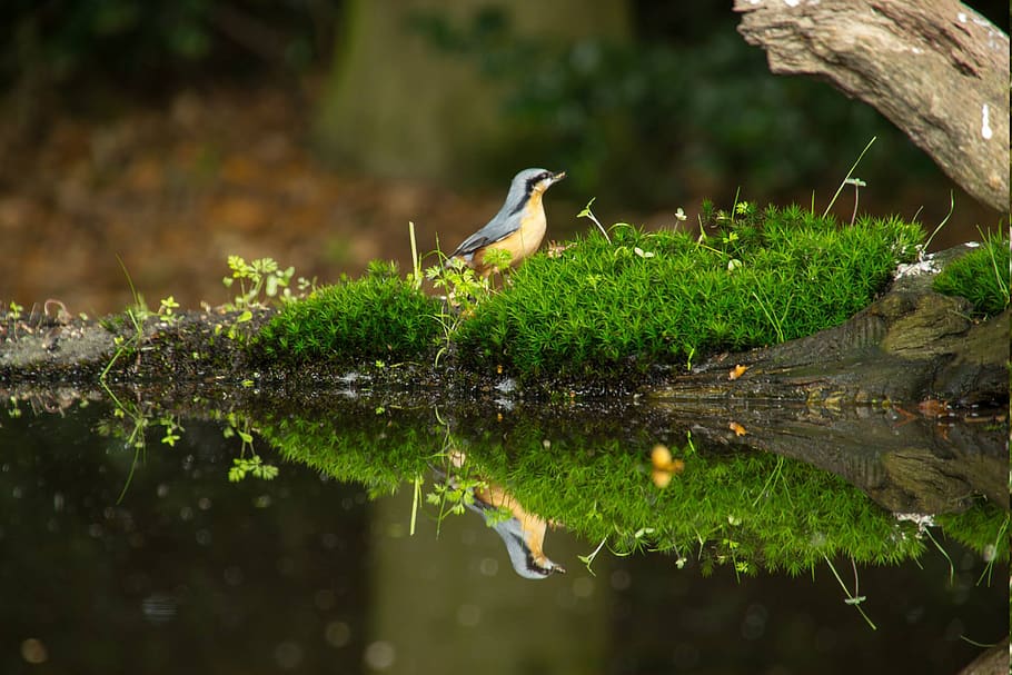 bird, reflection, nature, tree, birds, animal, animal wildlife HD wallpaper