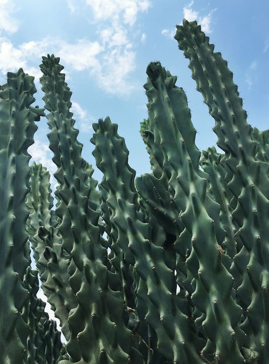 cactus, plant, texture, succulent plant, green color, beauty in nature HD wallpaper