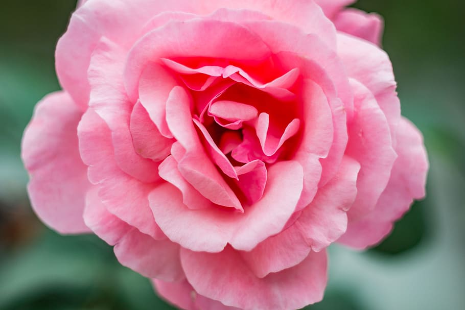 Close-Up Photography of Pink Flower, beautiful, bloom, blooming HD wallpaper
