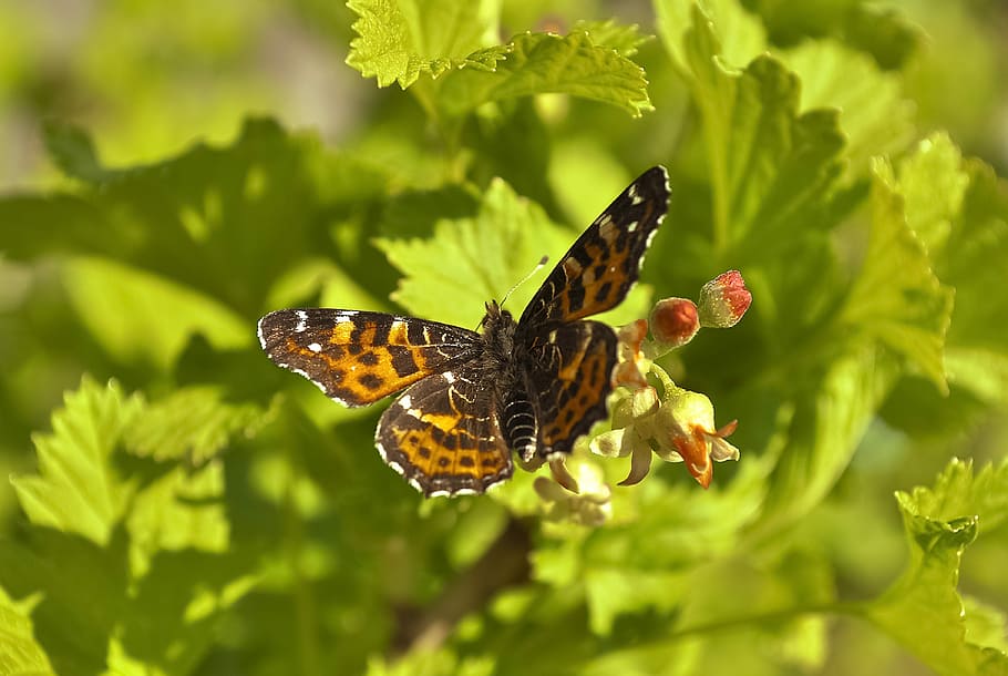 brown and orange fritillary butterfly, Insect, Wings, Summer HD wallpaper