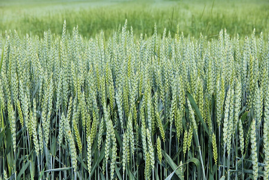 cereals, wheat, graze, field, agriculture, growth, food, plant HD wallpaper