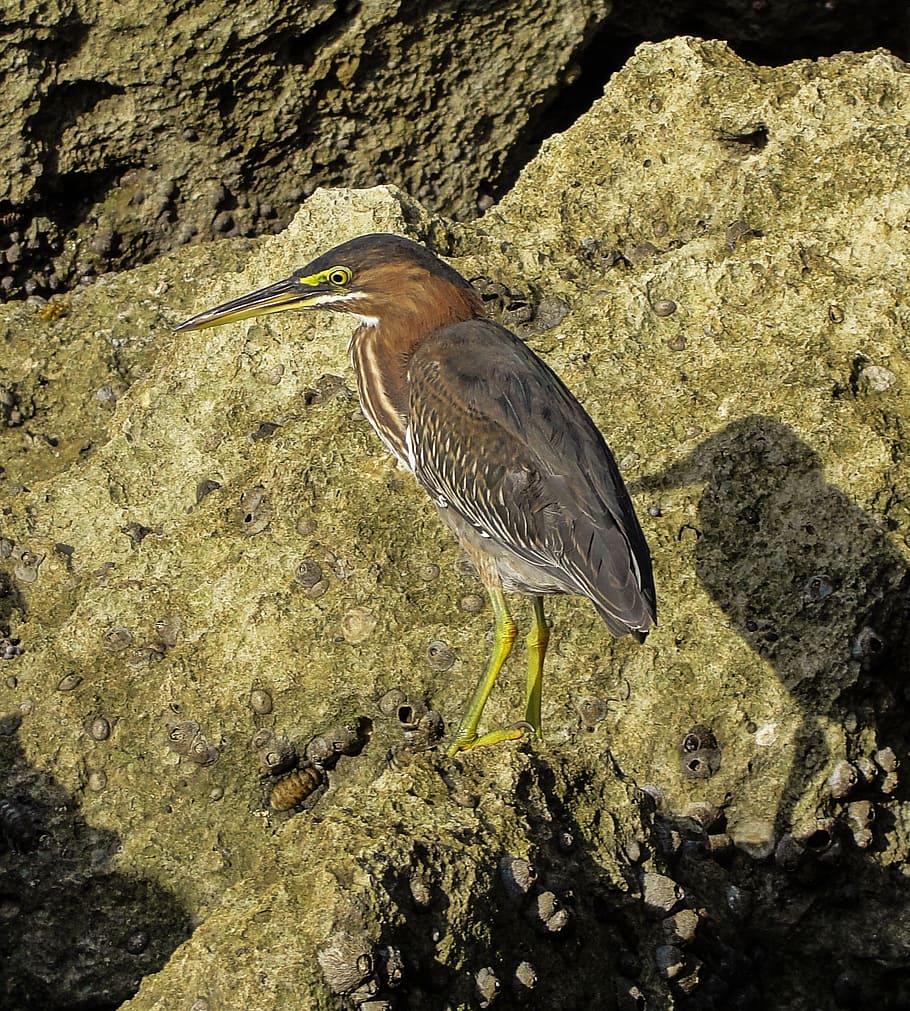 heron, water bird, costa, animal wildlife, animals in the wild HD wallpaper