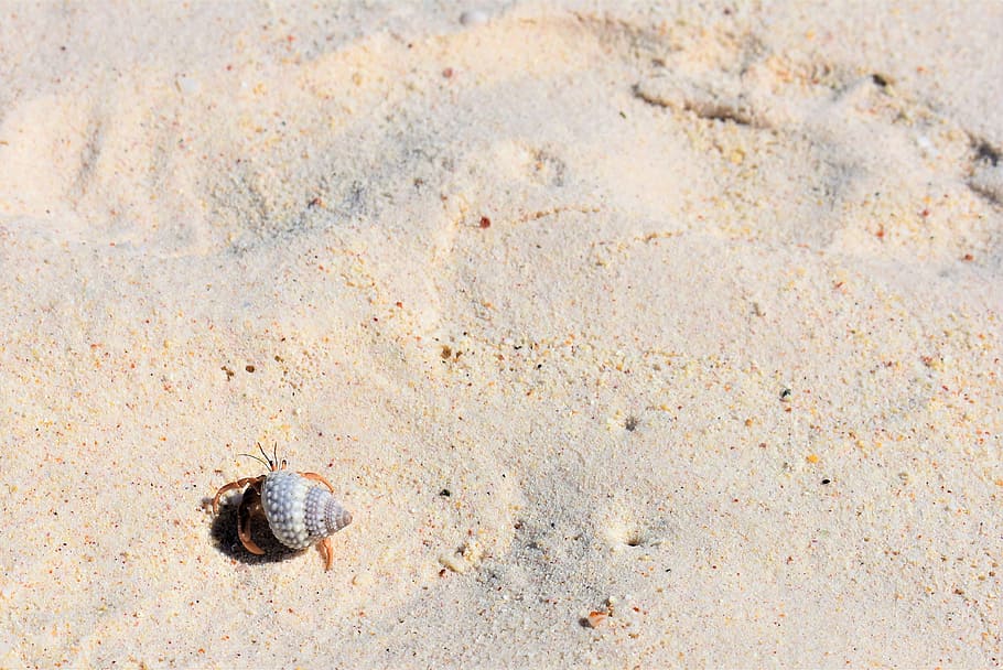 Sandy Destinations, hermit crab on sand, animal, crustacean, animal wildlife HD wallpaper