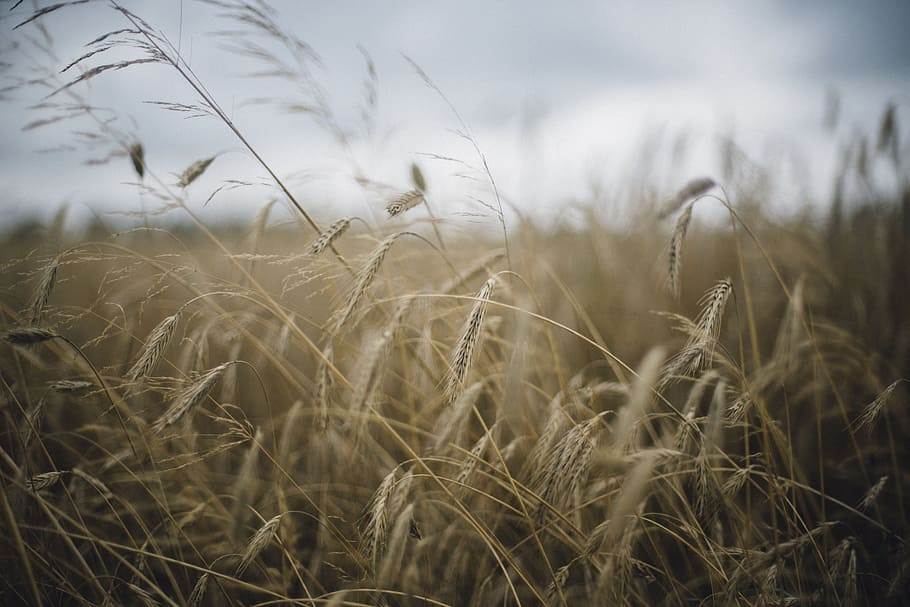nature, leaves, trees, field, clouds, plant, agriculture, landscape HD wallpaper
