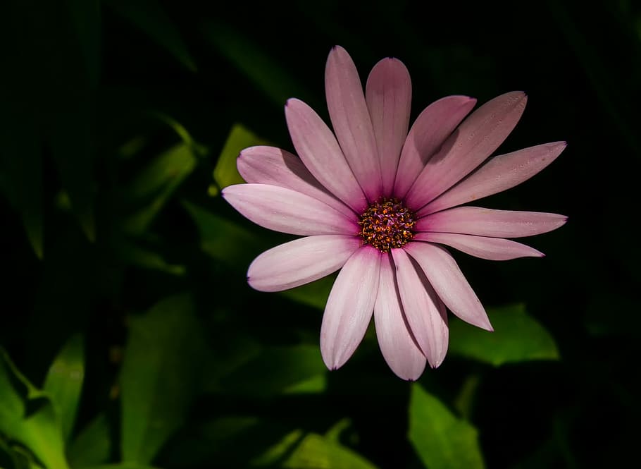 blossom, bloom, petals, leaf, plant, flower, nature, close HD wallpaper