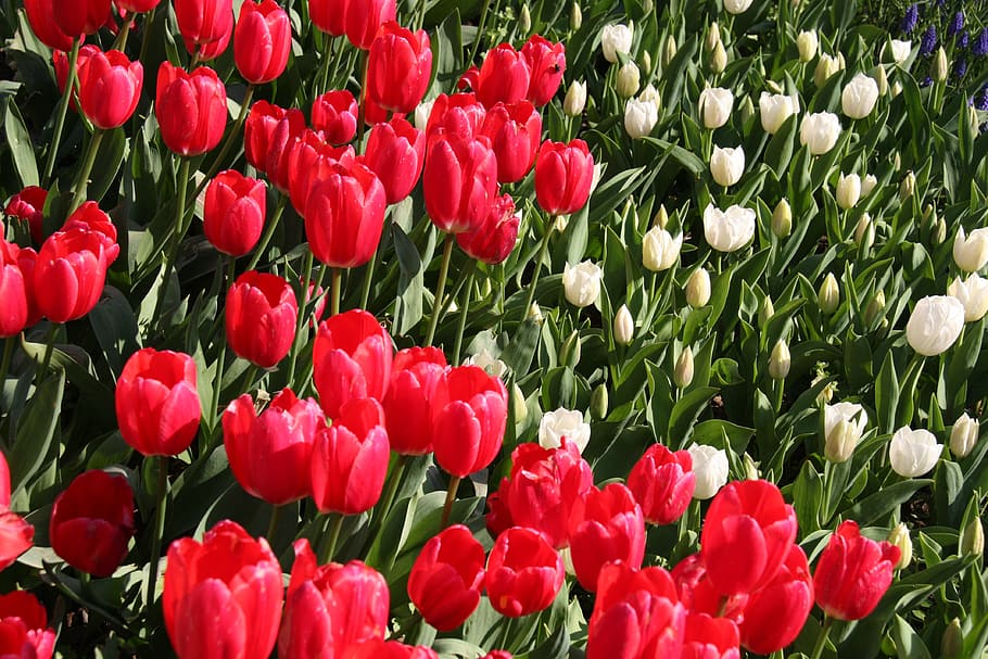 tulips, spring, red, happiness, beautiful, flower, nature, plant HD wallpaper