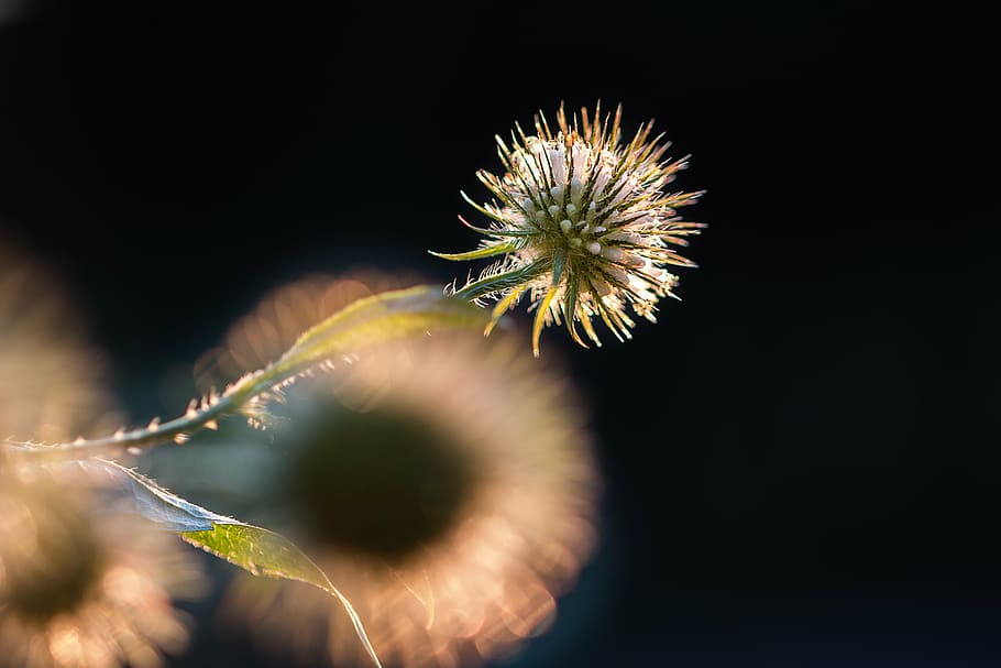withered dandelion, flower, sun, summer, nature, blossom, bloom HD wallpaper