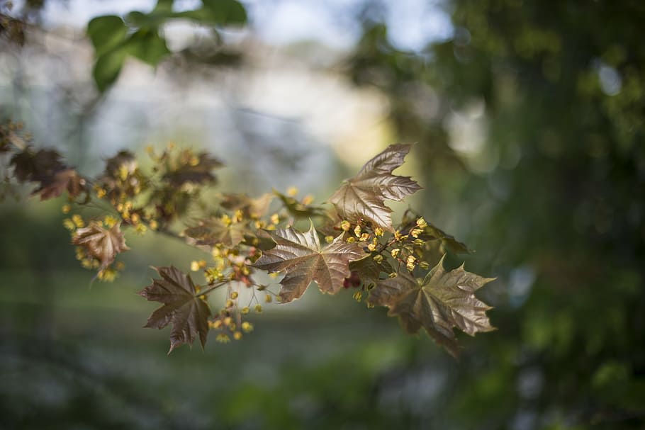 green leafed plant, shallow, focus, photography, maple, tree HD wallpaper