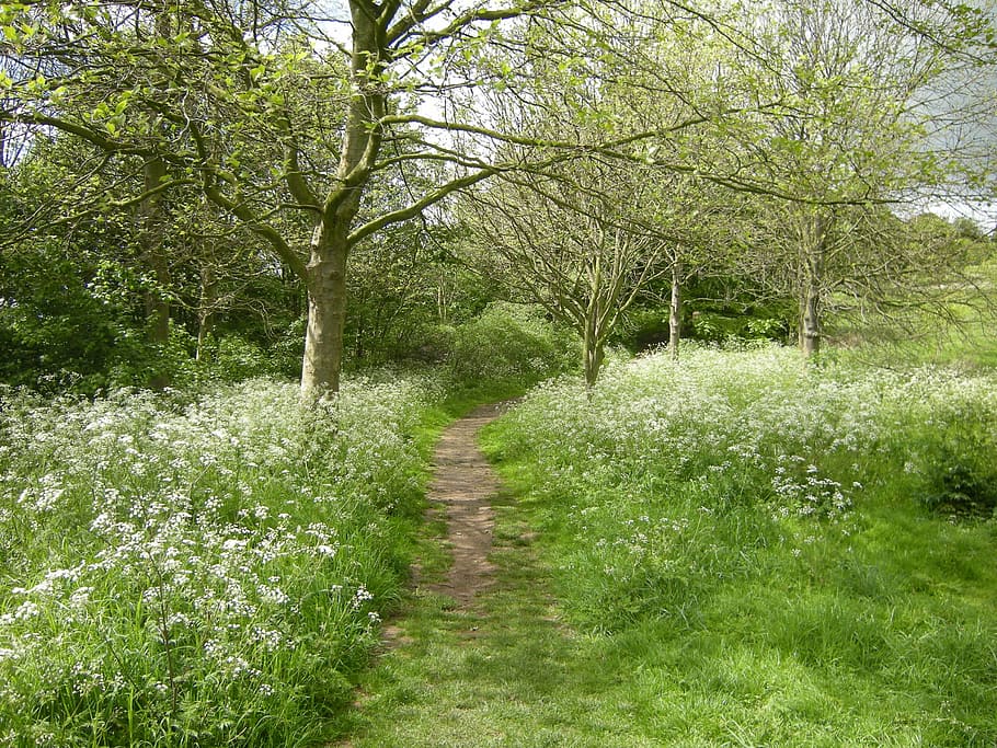 walkway on green plants and tree, nature, path, landscape, natural HD wallpaper