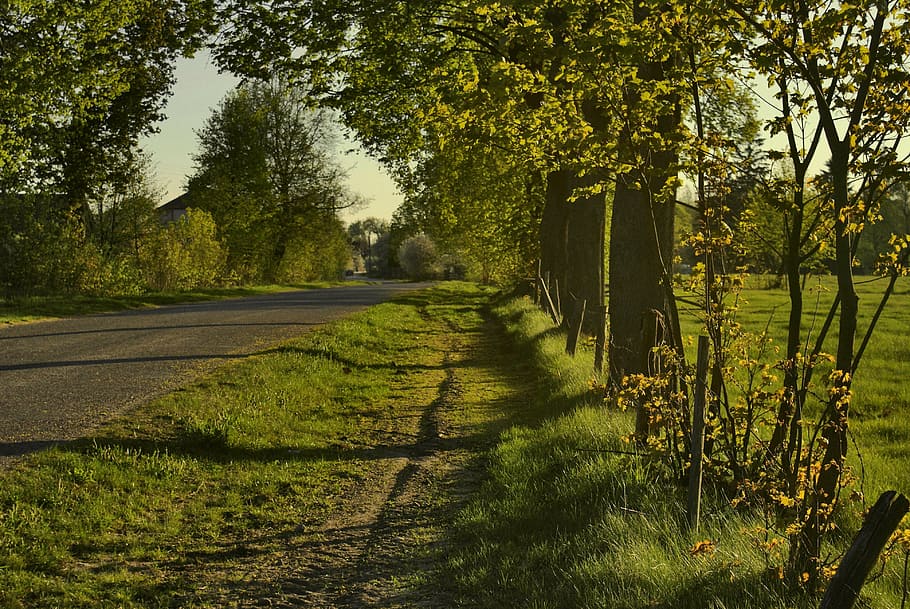way, roadside trees, plant, growth, tranquility, green color HD wallpaper