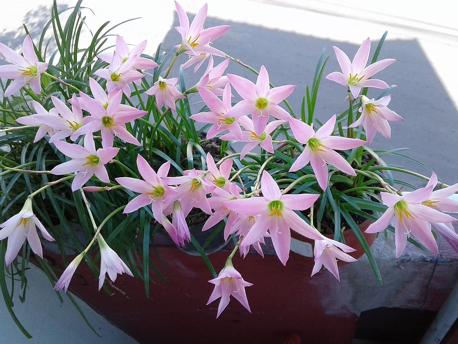 flowers, collection, bello, plant, flowering plant, vulnerability HD wallpaper
