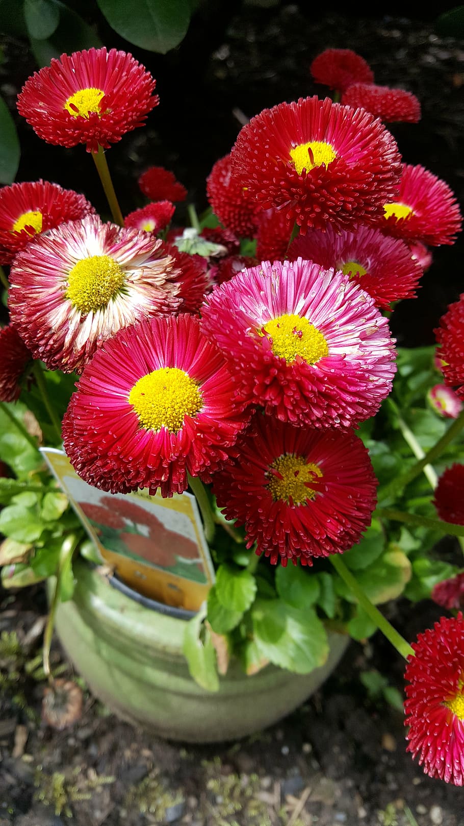 red, flower, plant, flowering plant, freshness, fragility, vulnerability HD wallpaper