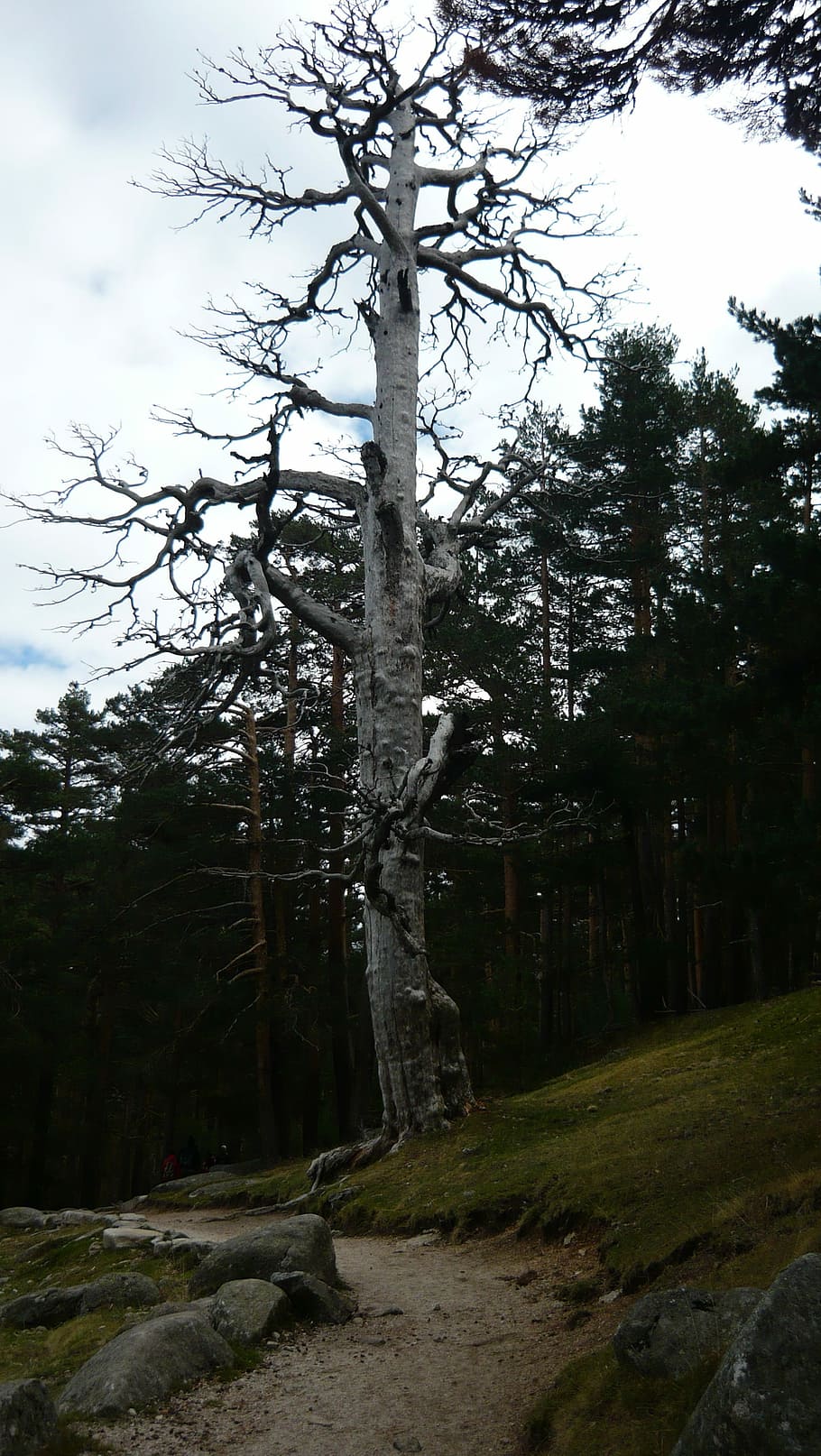 Tree, White, Nature, Trunk, old age, walk, forest, park, path HD wallpaper