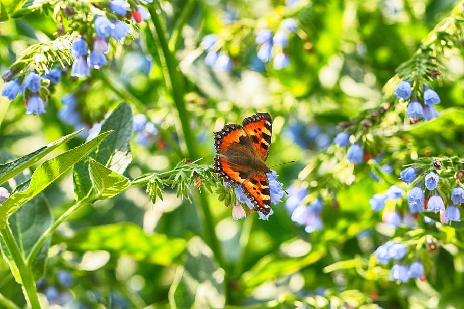 butterfly, nature, flower, insect, butterfly - insect, animal wildlife HD wallpaper