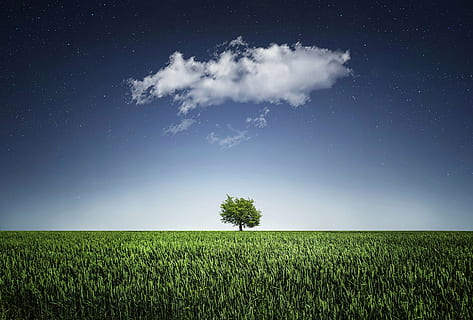 one single tree in the middle of grass field, natur, nightsky HD wallpaper