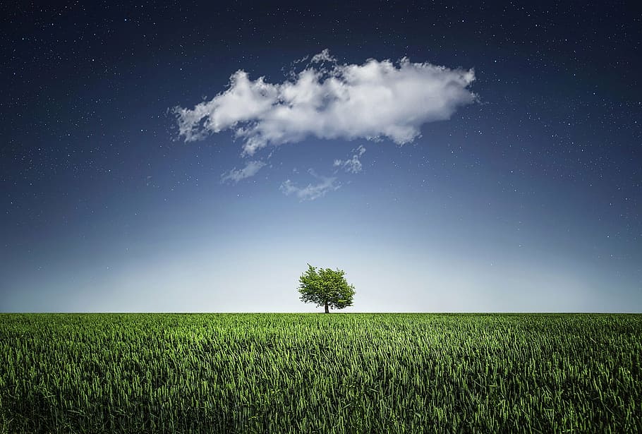 one single tree in the middle of grass field, natur, nightsky HD wallpaper