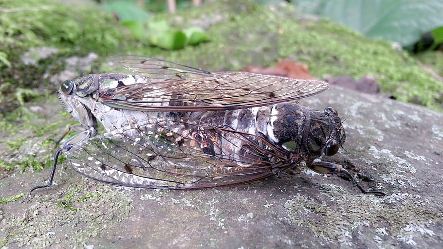cicada, mating, nature, animal, animal themes, no people, vertebrate HD wallpaper